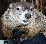The Groundhog himself